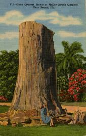 Giant Cypress Stump at McKee Jungle Gardens, Vero Beach, Fla.