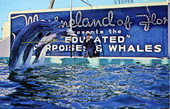 Trained dolphins perform triple hurdle jump - Marineland of Florida.