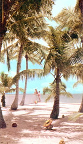 Scenic Naples as seen through the coconut palms at the water's edge