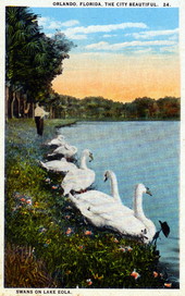 Swans on Lake Eola