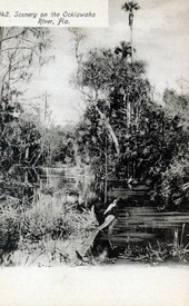 Scenery on the Ocklawaha River - Florida.