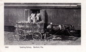 Loading celery - Sanford, Florida.