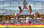 Training animals in outdoor arena, Ringling Brothers and Barnum and Bailey winter quarters - Sarasota, Florida..