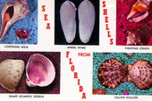 Sea shells from Florida.