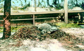 Alligator guarding her nest