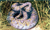 Florida rattlesnake ready to strike