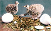 Baby ostrich