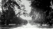 Adams Street - Tallahassee, Florida.