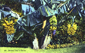 Banana tree in Florida.