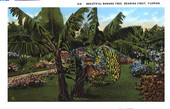 Beautiful banana tree, bearing fruit - Florida
