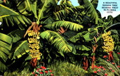 A beautiful banana tree bearing fruit in Florida.