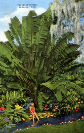Traveler's tree - Florida