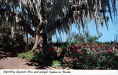 Legendary Spanish moss and colorful azaleas - in Florida