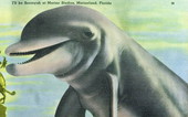 I'll be seeinyuh at Marine Studios - Marineland, Florida