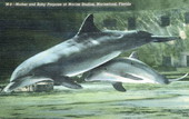 Mother and baby bottle-nosed dolphin at Marine Studios, Marineland, Fla.