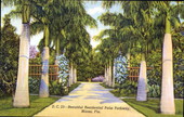 Beautiful residential palm pathway, Miami, Fla.