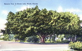 Banyan tree, Q Street, Lake Worth, Florida..
