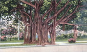 The banyan tree, St. Petersburg, Florida, "The Sunshine City".Cypress Gardens, Florida.