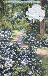Gardenia Time in Florida Cypress Gardens.