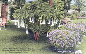 Rare "Datura Arborea" from the Peruvian Andes, Gracing a Florida Lawn..