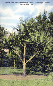Screw Pine Tree (Pandanus Utilus), Flamingo Groves, Davie, Fla..