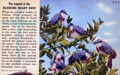 The Legend of the Bleeding Heart Dove.