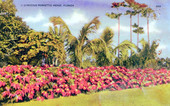 A Gorgeous Poinsettia Hedge, Florida.
