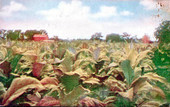 Field of tobacco