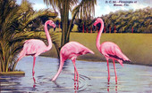 Flamingos at Miami, Fla..