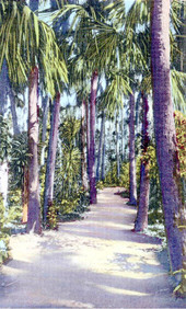 Sunshine and shadows in McKee Jungle Gardens - Vero Beach, Fla..