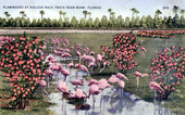 Flamingos at Hialeah Race Track near Miami, Florida.