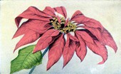 Poinsettia blossom, Florida state flower..