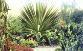 A cactus garden..