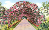 Rose Arbor, Confederate Park, Jacksonville, Fla.