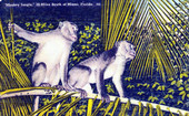 "Monkey Jungle," 22 miles South of Miami, Florida.