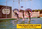 Trio of aquabats performs a difficult triple-hoop jump