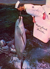 Attendant feeds dolphin during performance - Marineland, Florida