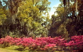Live Oaks, Spanish Moss and Azaleas.