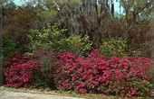 Azalea Time in the Ravine State Gardens - Palatka, Florida