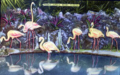 Pink Flamingos at Parrot Jungle - Miami, Florida .