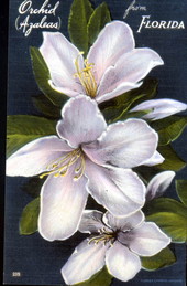 Orchid Azaleas of Cypress Gardens - Miami, Florida