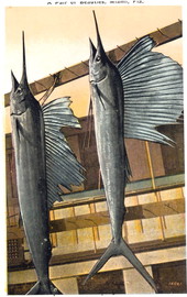 Sailfish on display - Miami, Florida