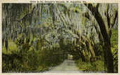 Drive in Dr. Garnett's grounds - Saint Augustine, Florida