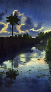 Sentinel in the Everglades of Florida - Everglades National Park, Florida .