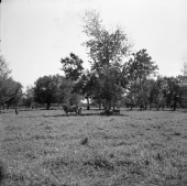 Grassy area with trees, cows and calves grazing in the distance