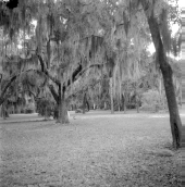Historical markers at Dade Battlefield Historic State Park: Bushnell, Florida