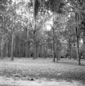 Planted pine at Dade Battlefield Historic State Park - Bushnell, Florida