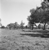 Grassy area with trees and cows grazing in the distance