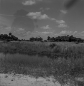 Saw-grass, cabbage palms and palm trees with water in the foreground