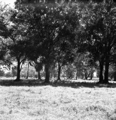 Grassy area with trees and cows grazing in the distance